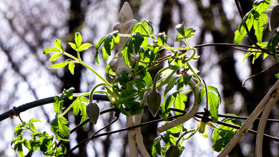 clematis1104_s.jpg