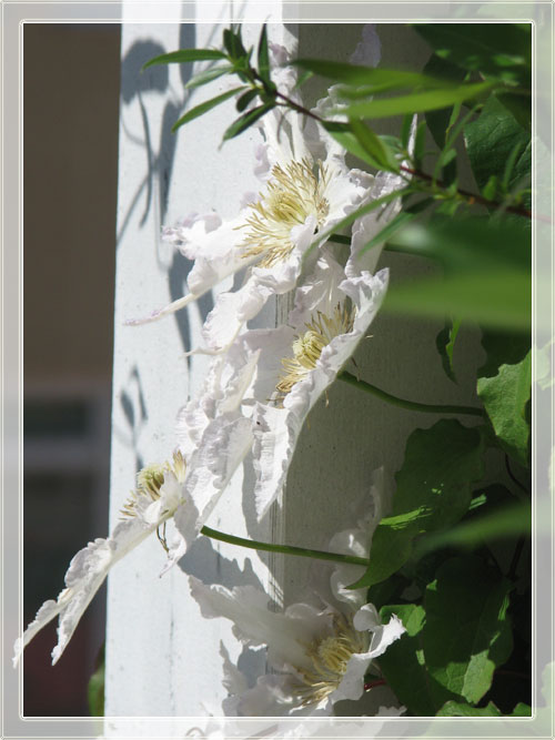 clematis_weiss.jpg