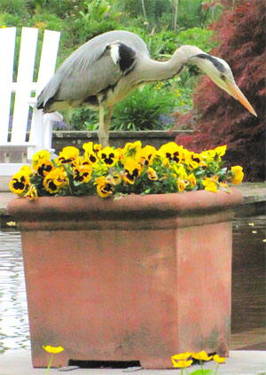 topf_reiher.jpg
