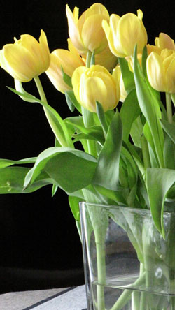tulpen1.jpg