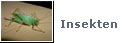 Makro-Insekten
