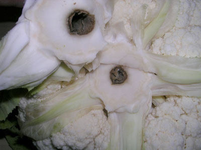 dba1/blumenkohl1.jpg