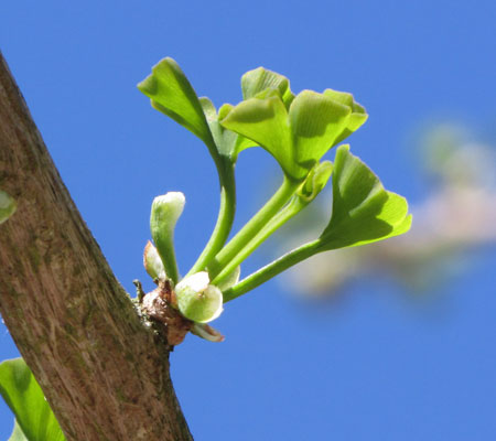 ginkgo.jpg