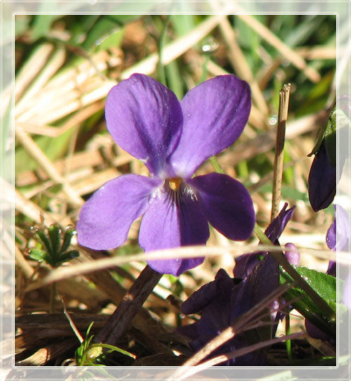 veilchen1.jpg