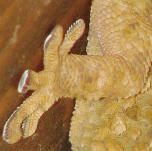 gecko.jpg