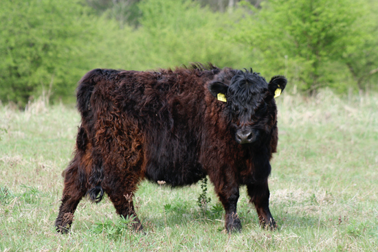 galloways1s.jpg