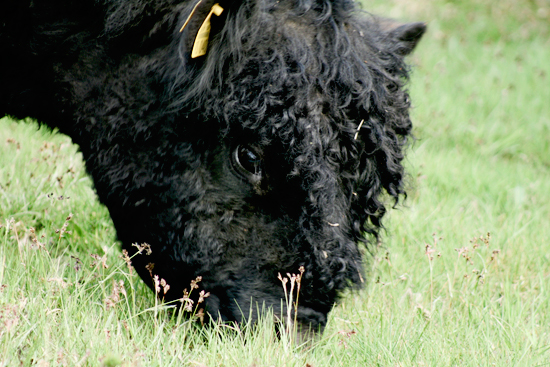 galloways4s.jpg