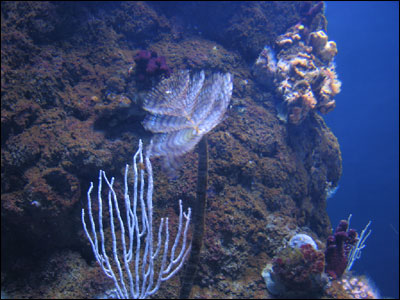 241007_aquarium_in3.jpg
