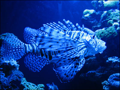 241007_aquarium_in4.jpg