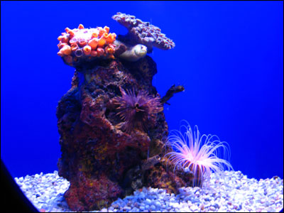 241007_aquarium_in6.jpg