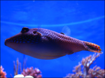 241007_aquarium_in7.jpg